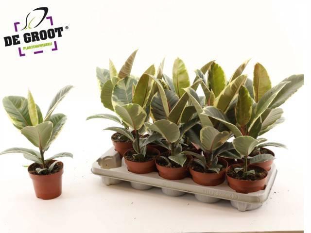 <h4>FIC EL TINEKE</h4>