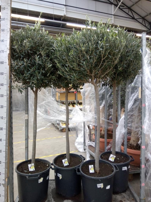 <h4>Olea europaea</h4>