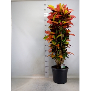 Codiaeum var. KL 'Mrs Iceton'