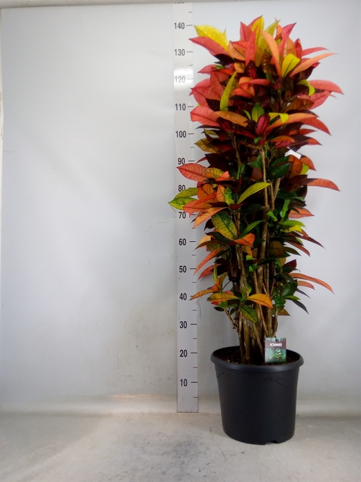 <h4>Codiaeum var. KL 'Mrs Iceton'</h4>