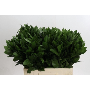 Ruscus aculeatus   ...groot blad