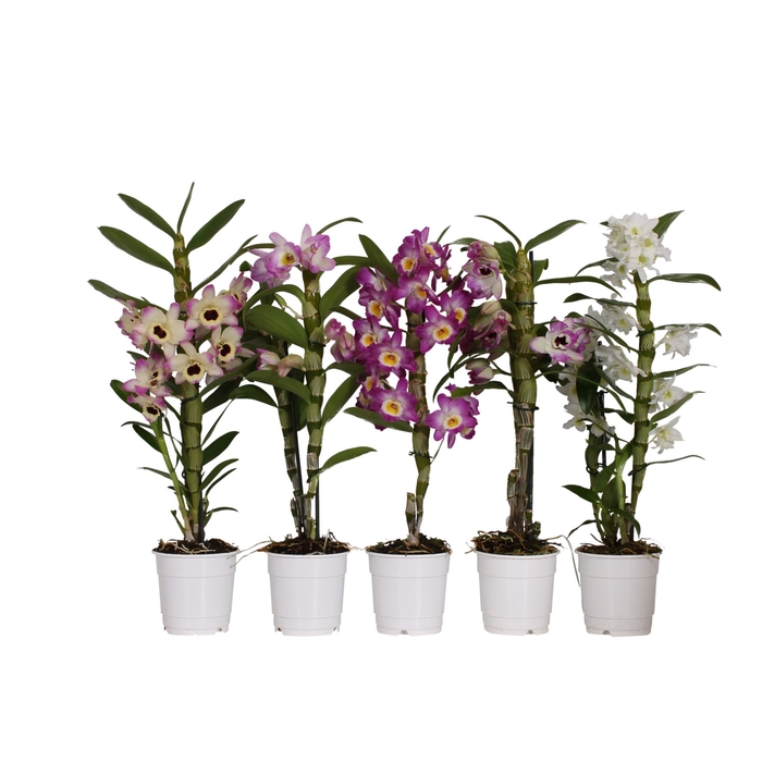 <h4>Dendrobium nobi. gemengd</h4>