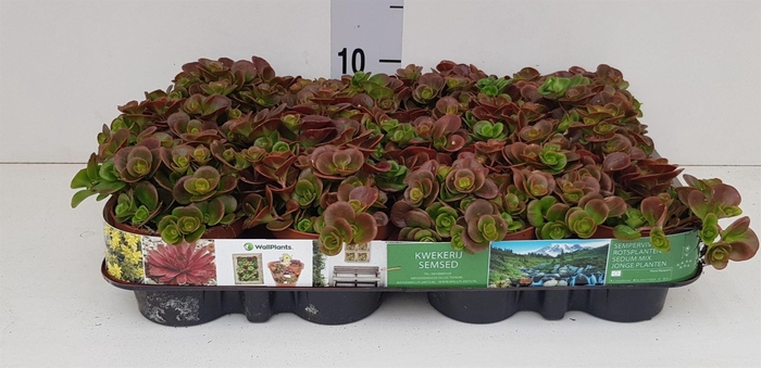 <h4>Sedum   ...</h4>
