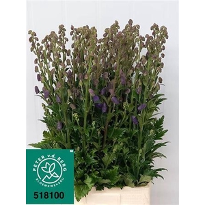 Aconitum Car Arendsii