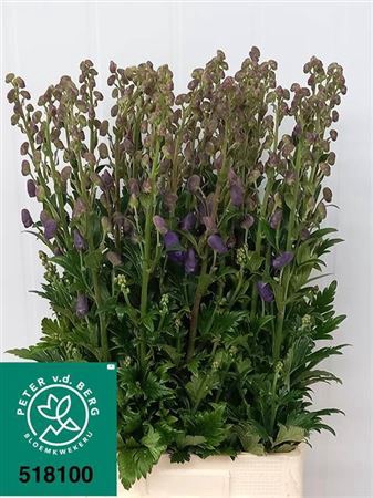 <h4>Aconitum Car Arendsii</h4>