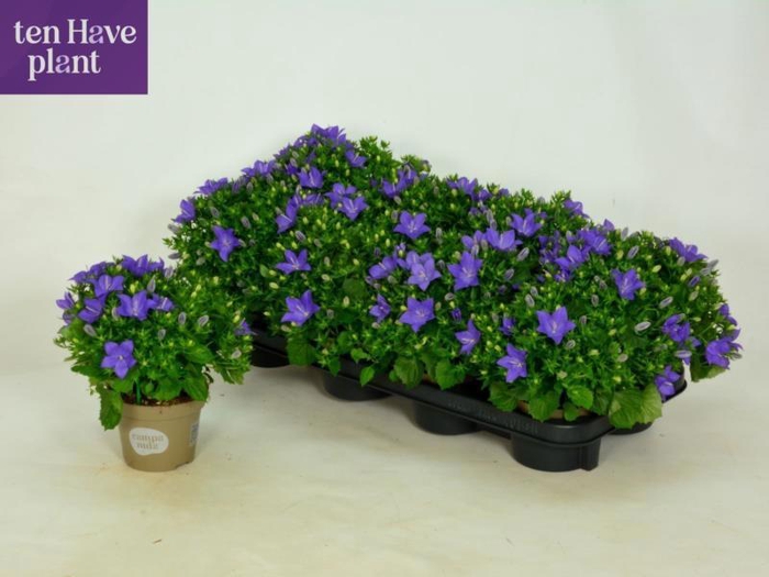 <h4>CAMP IS NAPOLI</h4>