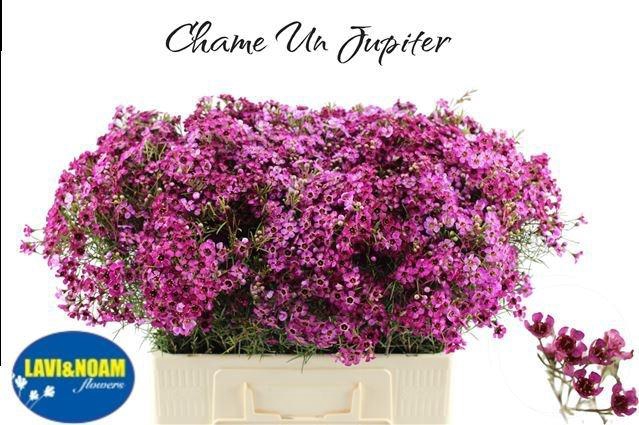 <h4>CHAME UN JUPITER</h4>