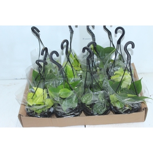 PLANTA PENDENTE VARIADO C13