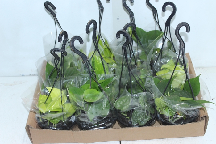 <h4>PLANTA PENDENTE VARIADO C13</h4>