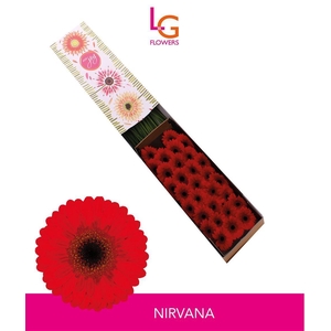 Germini Nirvana Doos