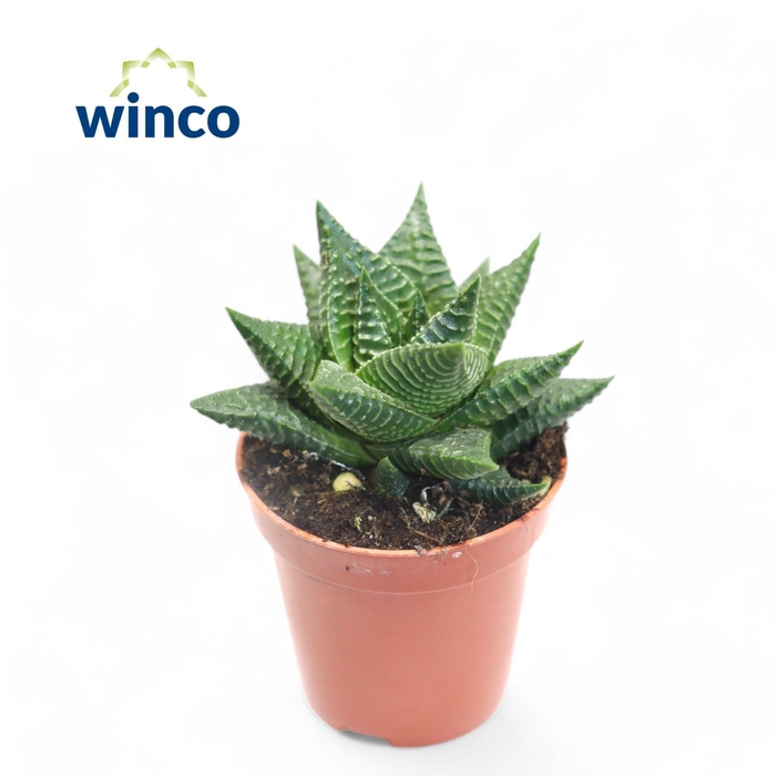 <h4>HAWO LIMIFOLIA</h4>