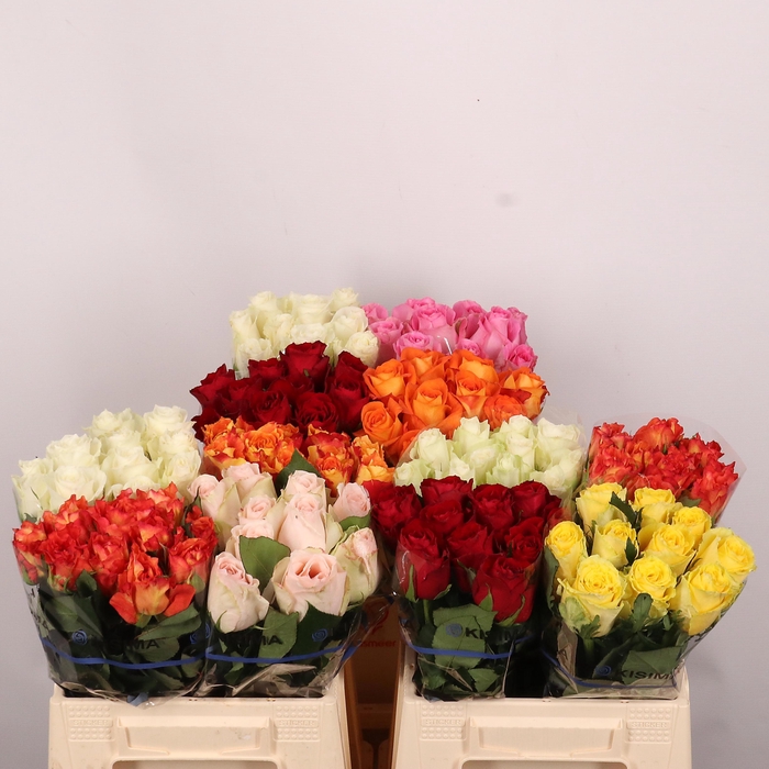 <h4>R GR GEM IN FUST</h4>