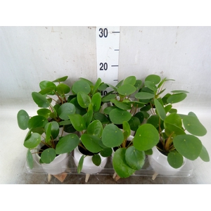 Arr.   Kamerplant Groen L%