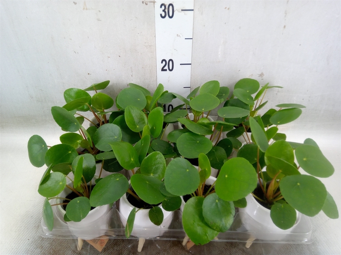 <h4>Arr.   Kamerplant Groen L%</h4>