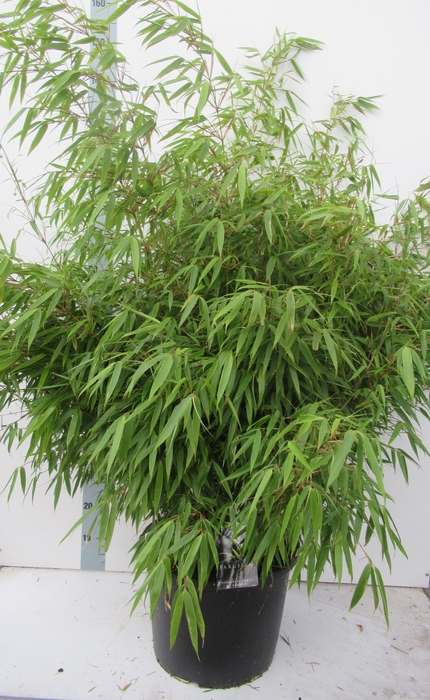 <h4>Fargesia rufa P40</h4>