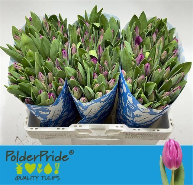 <h4>TU EN SYNAE SAMOUCO</h4>