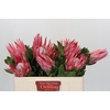 Protea Cynaroides Claire