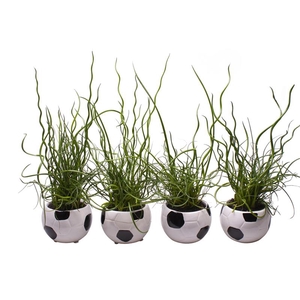 JUNCUS P6 L 65495