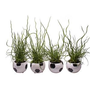 JUNCUS P6 L 65495