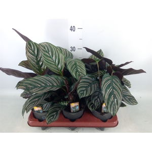 Calathea sanderiana