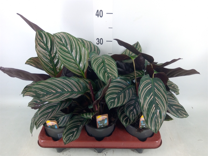 <h4>Calathea sanderiana</h4>