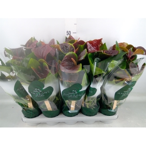 Anthurium andr. 'Essencia'