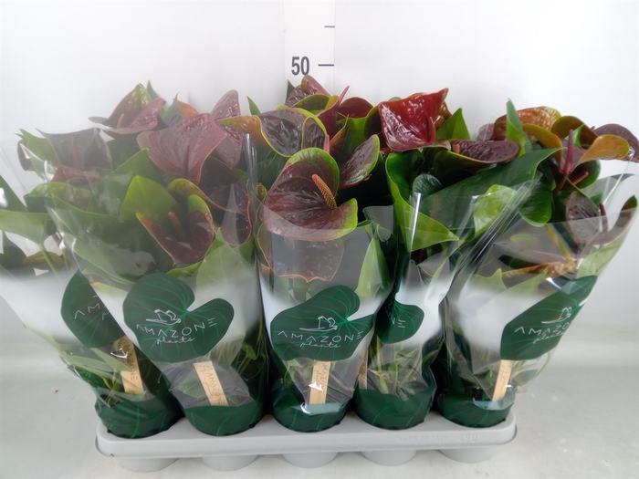 <h4>Anthurium andr. 'Essencia'</h4>