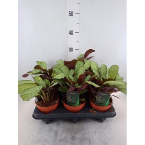 Ctenanthe burle-marxii 'Amagris'