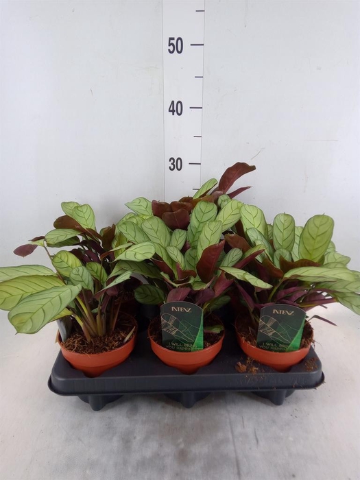 <h4>Ctenanthe burle-marxii 'Amagris'</h4>