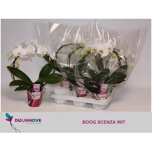 PHAL MIRROR WHITE 2 TAK