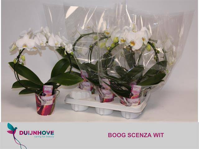 <h4>PHAL MIRROR WHITE 2 TAK</h4>