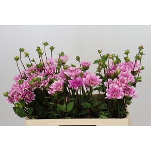 Dahlia Pink Perception