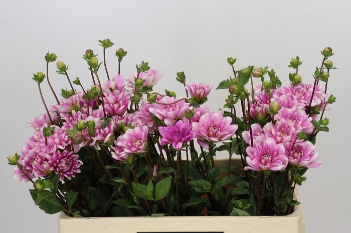 <h4>Dahlia Pink Perception</h4>