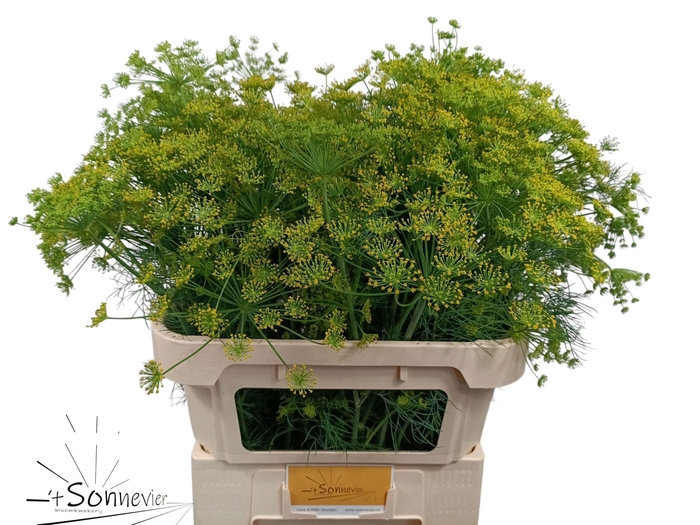 <h4>Anethum Graveolens Yellow</h4>