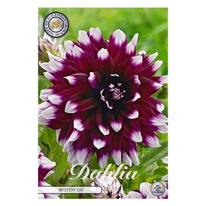 Dahlia Mystery Day x1 l