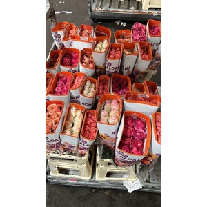 R GR GARDEN ROSES MIX ( 4X12)