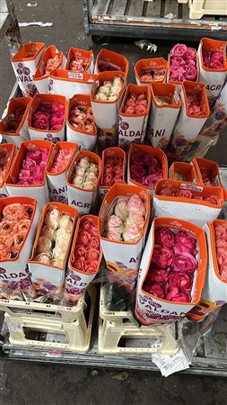 <h4>R GR GARDEN ROSES MIX ( 4X12)</h4>