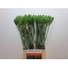 Ornithogalum Thyrsoides BIG WHITE