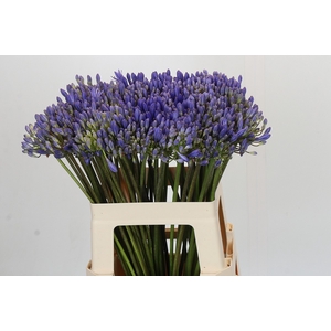 Agapanthus EYFORI Blue