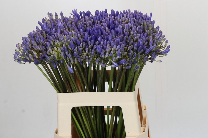 <h4>Agapanthus EYFORI Blue</h4>