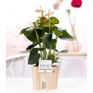 Anthurium pink (Spirit) in P&PURE Wood pot 5