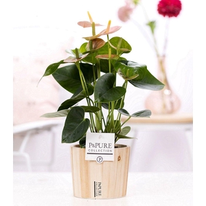 Anthurium pink (Spirit) in P&PURE Wood pot 5