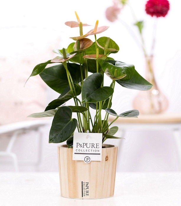 <h4>Anthurium pink (Spirit) in P&PURE Wood pot 5</h4>