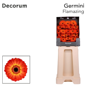 Germini Flamazing Diamond