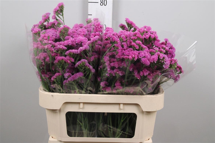 <h4>Lim S Musical Wings</h4>