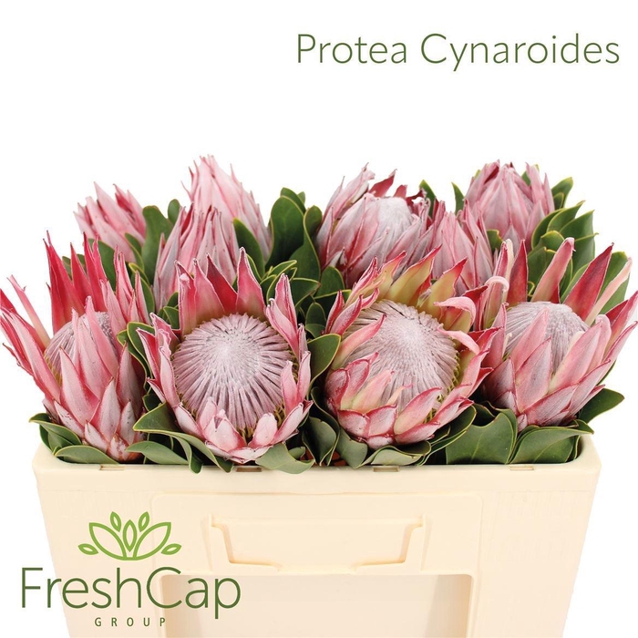 <h4>PROTEA CYNAROIDES</h4>