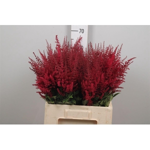 Astil Ar Paul Gaarde