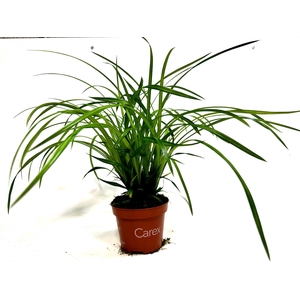 Carex 'Irish Green' p12