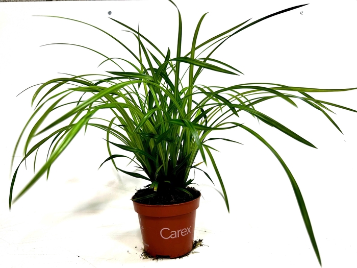<h4>Carex 'Irish Green' p12</h4>