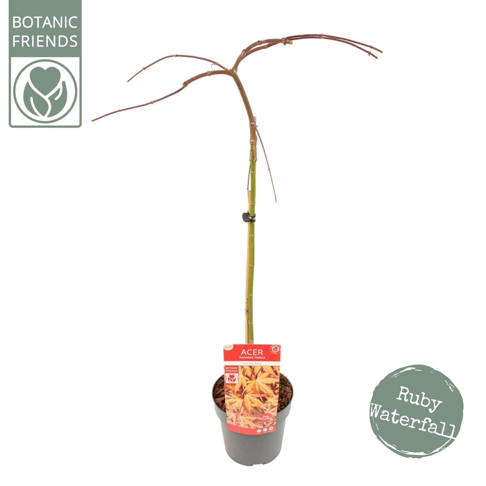 <h4>Acer palmatum</h4>